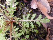 Erythranthe filicifolia
