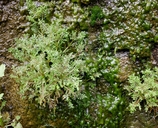 Erythranthe filicifolia