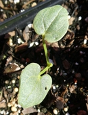 Lavatera assurgentiflora