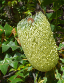 Banksia grandis