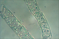 Conocephalum salebrosum