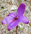 Caladenia brunonis