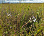 Florida Swamp-lily