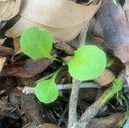 Crepis pulchra
