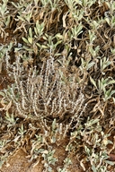 Eriophyllum confertiflorum