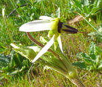 Dodecatheon clevelandii ssp. clevelandii