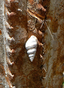Drymaeus elongatus