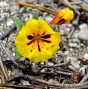 Diplacus bicolor