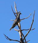 Patagioenas fasciata