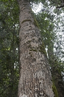 Common Saffronwood