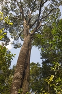 Olea capensis ssp. macrocarpa