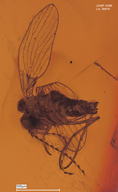 Trichomyia axeli