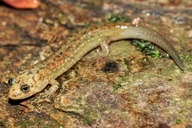 Kanawha Black-bellied Salamander
