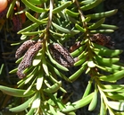 Podocarpus hallii