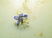 Eriastrum sapphirinum ssp. brevibracteatum