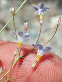 Gilia ochroleuca ssp. bizonata