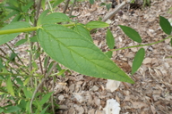 Deutzia longifolia