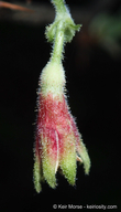 Ribes amarum var. hoffmannii