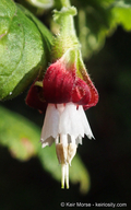 Ribes amarum var. hoffmannii