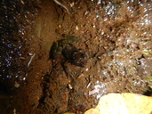 Mantidactylus petakorona