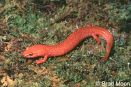 Blue-Ridge Spring Salamander
