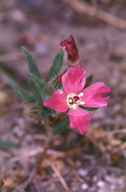 Clarkia purpurea ssp. viminea