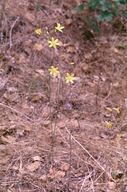 Triteleia ixioides ssp. cookii