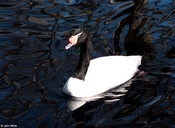 Black-neck Swan