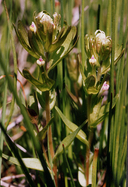 Castilleja ambigua ssp. humboldtiensis