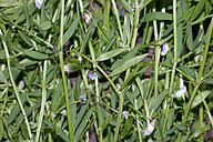 Four-seeded Vetch