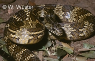 jararacussu snake