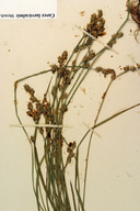 Carex laeviculmis