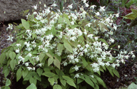 Epimedium youngianum ssp. niveum