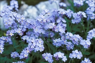 Alpine Forget-me-Not
