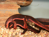 Red Bellied Newt