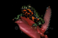 Firebellied Toad