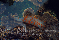 Orange-spotted Nudibranch