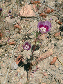 Clarkia speciosa ssp. speciosa