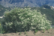 Ceanothus palmeri