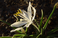 Star-lily