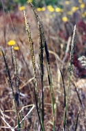 Agrostis densiflora