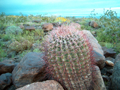 California Barrel Cactus