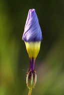 Gilia latiflora ssp. davyi
