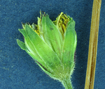 Agoseris heterophylla