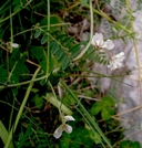 Vicia leucantha