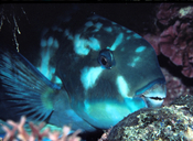 Heavybeak Parotfish