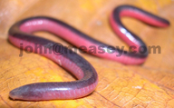 Banded Caecilian