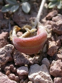 Astragalus amphioxys var. musimonum
