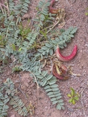 Astragalus chamaemeniscus