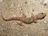 Hemidactylus turcicus